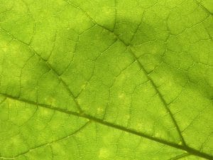 Νόσος του Lyme και χρόνιες λοιμώξεις: Η αποτελεσματική θεραπεία μας